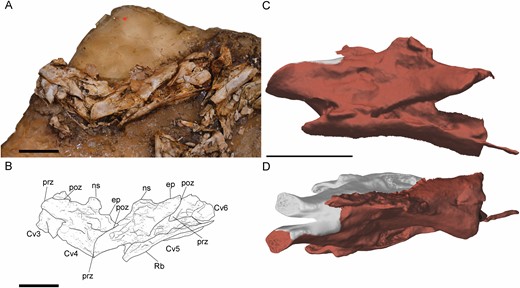 Anterior cervical vertebrae of Pelecanimimus (MCCM-LH 7777) in left side. A,, B cervical vertebrae from 3–6 in connection, photo (A), drawing (B). C, D, digitally reconstructed fifth cervical vertebra in 3D in lateral view (C) and in dorsal view (D) with restored areas in grey. Abbreviations: ep, epipophysis; ns, neural spine; podl, postzygodiapophyseal lamina; pop, posterior process; poz, postzygapophysis; prz, prezygapophysis; Rb, rib. Scale bars: 20 mm.