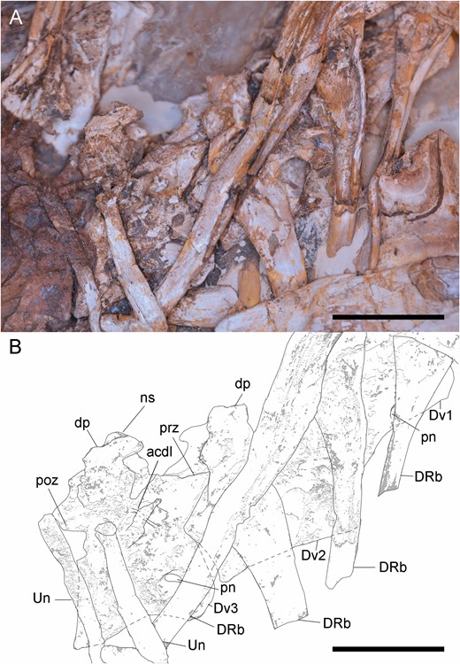 Anterior dorsal vertebrae of Pelecanimimus (MCCM-LH 7777) in right side. A, B, dorsal vertebrae (Dv) from 1–3 in connection, photo (A), drawing (B). Abbreviations: acdl, anterior centrodiapophyseal lamina; dp, diapophysis; DRb, dorsal rib, ns, neural spine; pn, pneumatic foramina; pop, posterior process; poz, postzygapophysis; prz, prezygapophysis; un, uncinate process. Scale bars: 20 mm.