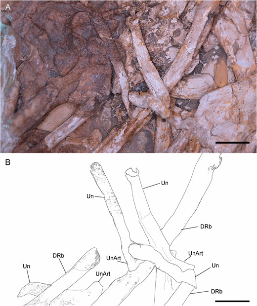 Uncinate processes of Pelecanimimus (MCCM-LH 7777): photo (A), drawing (B). Abbreviations: Drb, dorsal rib; Un, uncinate process; UnArt, articulation of uncinate process. Scale bars: 10 mm.