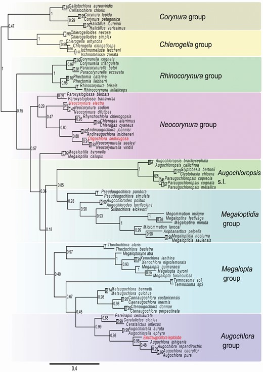 Bayesian consensus tree from morphological data with homoplasy criterion partitioning for Augochlorini bees. Node numbers represent the posterior probabilities. Genus groups coloured as in Figure 2. Red font indicates fossil species.