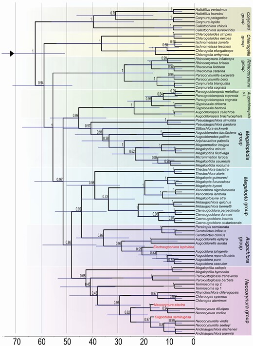 Total-evidence time-calibrated consensus tree for Augochlorini bees. Bars represent the 95% Highest Posterior Density interval for node ages, node numbers represent the posterior probabilities. Genus groups coloured as in Figure 1. Absolute time scale presented in millions of years. Red font indicates fossil species.