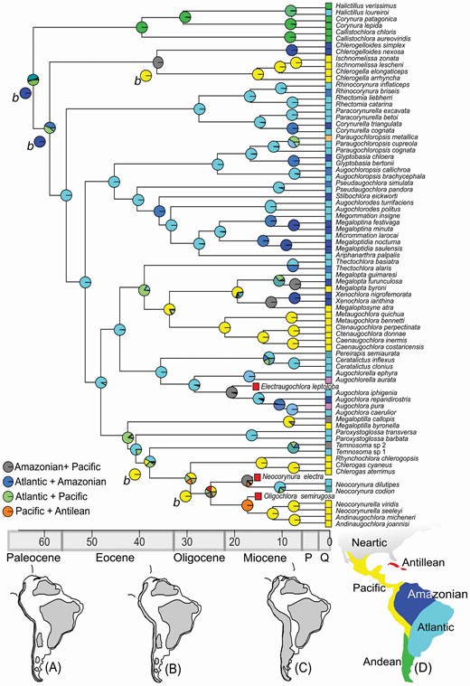 Time-calibrated consensus tree and ancestral range estimation for Augochlorini bees. Pie charts on nodes represent ancestral range estimation under the highest likelihood of DIVALIKE. The nodes with alternative ancestral range reconstructions are indicated by b for BAYAREALIKE analysis. Reconstructions of South America uplands of A, Palaeocene; B, Late Eocene and C, Miocene, based on Lundberg et al. (1998) and Aceñolaza (2000) (uplands in grey); D, endemism areas used herein. Absolute time scale presented in millions of years. P = Pliocene, Q = Quaternary