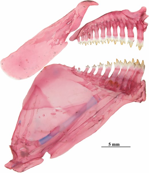 Poecilocharax callipterus sp. nov., left medial view of premaxilla, maxilla and dentary, MZUSP 117568, paratype, male, 28.1 mm SL.