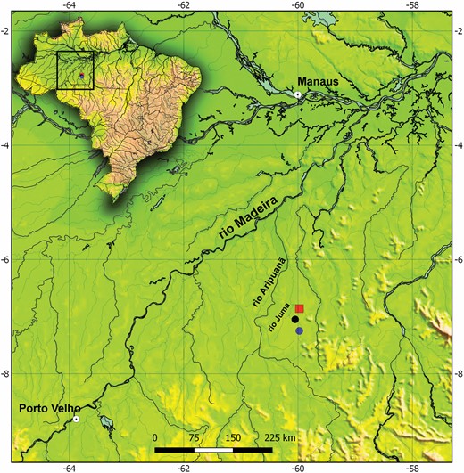 Type-locality (red square) of Poecilocharax callipterus sp. nov. and P. rhizophilus sp. nov. (blue dot), tributary of the Rio Juma, Rio Aripuanã drainage, Rio Madeira Basin, Apuí, Amazonas, Brazil.