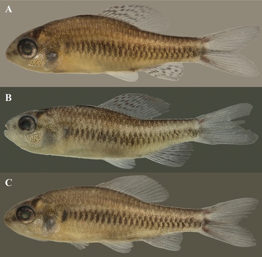 Poecilocharax rhizophilus sp. nov.: A, holotype, male, 20.3 mm SL, MZUSP 121652; B, paratype, male, 23.1 mm SL, MZUSP 121651; C, paratype, female, 23.3 mm SL, MZUSP 121651.