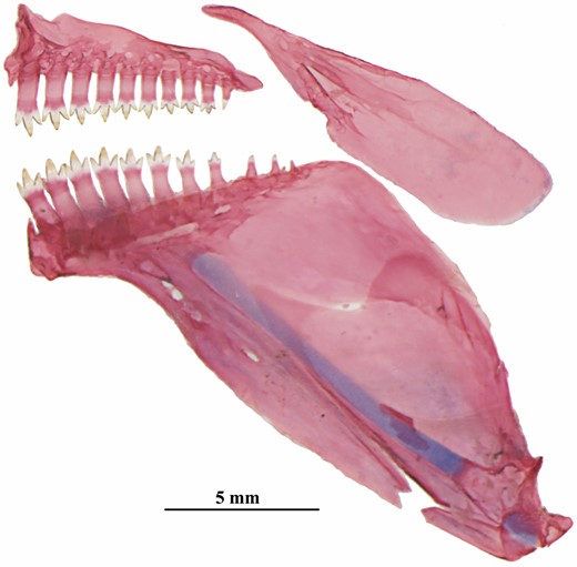 Poecilocharax rhizophilus sp. nov., medial view of premaxilla, maxilla and dentary, right side, MZUSP 121651, paratype, 16.5 mm SL.