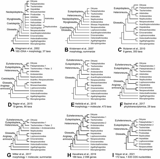 Previous hypotheses on relationships among nonditrysian lineages. A, most parsimonious tree for combined 18S rDNA plus morphological characters from Wiegmann et al. (2002). B, synopsis of relationships inferred from morphology by Kristensen et al. (2007). C, maximum likelihood tree of the nonditrysian portion based on eight genes and 350 taxa from Mutanen et al. (2010). D, relationships among nonditrysian superfamilies inferred from 19 genes and 86 taxa by Regier et al. (2015). E, maximum likelihood tree of over 500 morphological characters and eight molecular genes of 473 taxa combined by Heikkilä et al. (2015). F, maximum likelihood tree of phylogenetic relationships among nonditrysian lineages estimated on phylotranscriptomics data of 28 taxa by Bazinet et al. (2017). G, estimated phylogeny of nonditrysian superfamilies of Lepidoptera synthesized from multiple previous studies by Mitter et al. (2017). H, evolutionary tree derived from a maximum-likelihood analysis of 749 791 amino acid sites from transcriptomes of 186 species by Kawahara et al. (2019). I, phylogenetic tree inferred using 1835 CDS nucleotides of 172 taxa by Mayer et al. (2021). Thicker lines indicate better supported groupings.