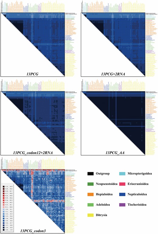 Heterogeneity of mitogenome composition for different datasets: 13PCG, 13PCG + 2RNA, 13PCG_codon12 + 2RNA, 13PCG_AA and 13PCG_codon3. The pairwise Aliscore values range from −1 indicating full random similarity, to +1 indicating nonrandom similarity. Species names are listed on top and on the right side of the matrix and are colour-coded to match their member superfamilies (lower right corner).