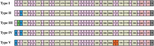 Mitochondrial gene rearrangements in nonditrysia. Gene sizes are not drawn to scale. Abbreviations of gene names are as follows: ATP6 and ATP8, ATP synthase subunits 6 and 8; COI–COIII, cytochrome c oxidase subunits 1–3; Cytb, cytochrome b; ND1–6 and ND4L, NADH dehydrogenase subunits 1–6 and 4L; 16S and 12S, large and small rRNA subunits. tRNA genes are indicated by their one-letter corresponding amino acids. CR, control region/A + T-rich region. Genes are transcribed from left to right except for those that are underlined, which have the opposite transcriptional orientation. Rearrangements of tRNA genes are highlighted by colours (green: gene inversion; blue and orange: gene rearrangements).