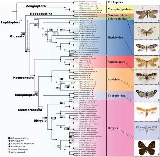 Bayesian inference and the maximum likelihood estimate of phylogenetic relationships among nonditrysian Lepidoptera inferred from the combined molecular dataset (PCGRNA, 64 taxa). Numbers on each node from left to right correspond to the Bayesian posterior probability values and the bootstrap percentage values of ML analysis, respectively. ‘-’ indicates support values < 0.5/50 or missing. All habitus photographs are taken by CQ Liao, except photographs of c and g taken by S Yagi, with scientific names as follows: a, Vietomartyria wuyunjiena Liao, Hirowatari & Huang, 2020 (Micropterigidae); b, Neopseustis fanjingshana Yang, 1988 (Neopseustidae); c, Eriocrania komaii Mizukawa, Hirowatari & Hashimoto, 2006 (Eriocraniidae); d, Ogygioses maoershanaLiao, Hirowatari & Huang, 2021 (Palaeosetidae); e, Stigmella sp. (Nepticulidae); f, Nemophora fluorites (Meyrick, 1907) (Adelidae); g, Tischeria decidua Wocke, 1876 (Tischeriidae); h, Gibbovalva kobusi Kumata & Kuroko, 1988 (Gracillariidae); i, Lethe helle Leech, 1891 (Nymphalidae)
