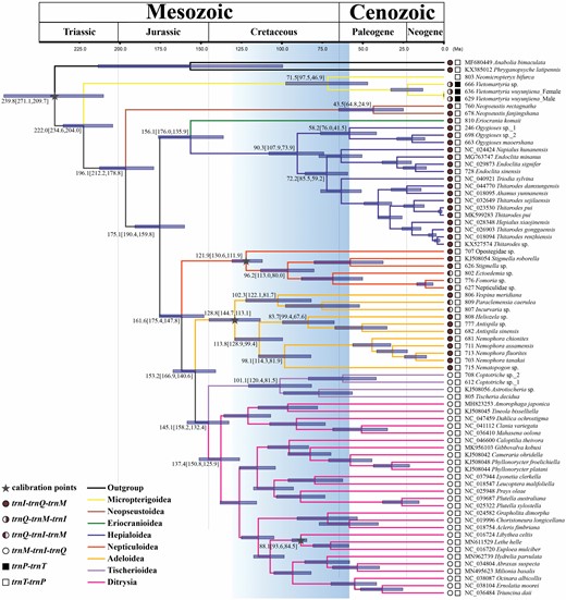 Chronogram showing nonditrysian phylogeny, divergence time estimation and ancestral state reconstruction of the tRNA gene arrangement. Phylogenetic tree presenting divergence dates produced by the Bayesian method of the 13PCG dataset using three fossil calibration points (grey star targets). Blue bars indicate the 95% mean confidence interval (CI) of each node. A geological timescale is shown at the top. Branch lengths are measured in Myr. The colour of pie and block charts represent different tRNA gene arrangements in the gene clusters MIQ and TP, respectively.