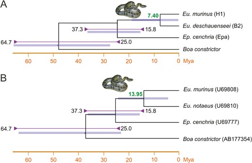 Two timetrees of anaconda evolution with small anaconda photo for decorative purposes