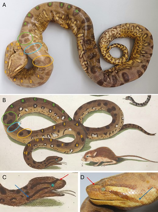 Comparison of ZISP 1441 and the drawing of an anaconda in Seba (1735)