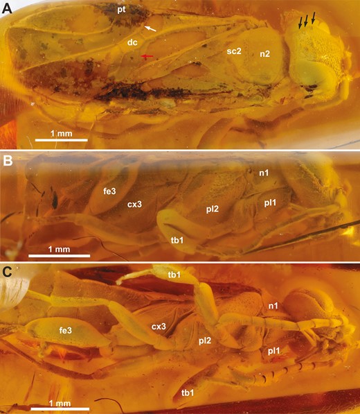 †Kryptovelona carstengroehni gen. et sp. nov., female holotype (GPIH 5078, CCGG nº 3811). A, dorsal habitus. B, lateral habitus. C, ventral habitus. White arrow = vein 1-Rs; red arrow = vein cu-a; black arrows = coronal teeth; cx3 = hind coxa; dc = discal cell; fe3 = hind femur; n1 = pronotum; n2 = mesoscutum; pl1 = propleuron; pl2 = mesopleuron; pt = pterostigma; sc2 = mesoscutellum; tb1 = fore tibia.