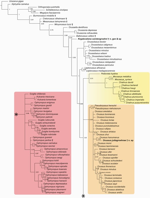 Fifty per cent majority rule consensus tree from the Bayesian inference analysis of the morphological matrix, showing relationships among extant and extinct Orussoidea. Fossil taxa indicated with †. Ophrynopine clade in pink box on the lower left connects to remainder of tree at *. Yellow box = Pedicrista—Mocsarya—Chalinus clade; orange box = Pseudoryssus—Orussus clade.