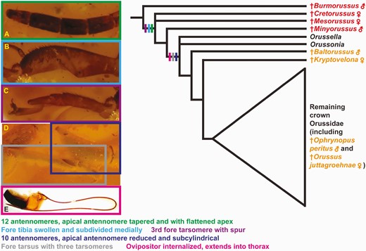 Summary of character evolution in female Orussoidea with regard to traits related to host detection and ovipositing. Tree based on Figure 10. Cretaceous stem-grade fossils indicated with red, Cenozoic crown-group fossils with orange. Characters mapped to the deepest node they can be traced to with certainty. A–C, †Cretorussus vilhelmseni; D, †Kryptovelona carstengroehni; E, Pseudoryssus henschii (Mocsáry 1910).