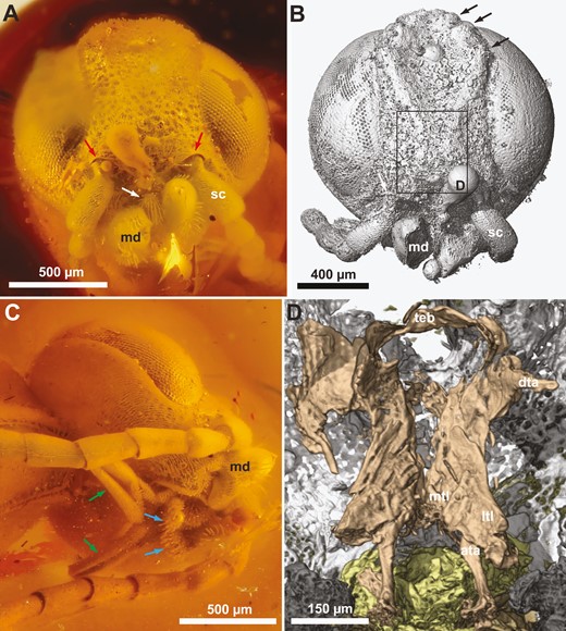†Kryptovelona carstengroehni gen. et sp. nov., female holotype (GPIH 5078, CCGG nº 3811). A, C, photomicrographs. B, D, rendered from synchrotron scans. A, B, head, anterior view. C, head, lateroventral view. D, anterior view of tentorium. Red arrows = ventral transverse frontal carinae; white arrow = labrum; black arrows = coronal teeth; green arrows = maxillary palps; blue arrows = labial palp; ata = anterior tentorial arm; dta = dorsal tentorial arm; md = mandible; ltl = lateral tentorial lamella; mtl = median tentorial lamella; sc = scapus; teb = tentorial bridge.