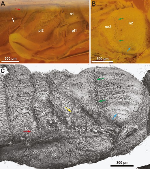 †Kryptovelona carstengroehni gen. et sp. nov., female holotype (GPIH 5078, CCGG nº 3811). A, B, photomicrographs. C, rendered from synchrotron scans. A, thorax, lateral view. B, thorax, lateral view. C, thorax and anterior abdomen, dorsolateral view. White arrow = metapleuron; red arrow = spiracle on 1st abdominal tergum; green arrows = transscutal articulation; blue arrow = parapside; yellow arrow = scutellar arm; n1 = pronotum; n2 = mesonotum; n3 = metanotum; pl1 = propleuron; pl2 = mesopleuron; sc2 = mesoscutellum; T1 = 1st abdominal tergum.