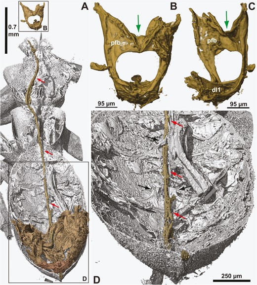 †Kryptovelona carstengroehni gen. et sp. nov., female holotype (GPIH 5078, CCGG nº 3811). A, dorsal overview of extent of ovipositor inside the body; anterior to the top. B, profurca in posterior view. C, profurca in anterolateral view. D, posterior part of abdomen, dorsal internal view. All views rendered from synchrotron scans. Red arrows = ovipositor; black arrows = medain apodemes on abdominal sternum 6 and 7; green arrows = median groove on profurcal bridge; dl1 = prodiscrimenal lamella; pfb = profurcal bridge.