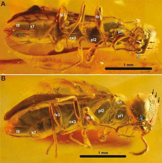 †Orussus juttagroehnae sp. nov., female holotype (GPIH 5081, CCGG nº 1288). A, ventral habitus. B, lateral habitus. Green arrows = 3rd valvulae; white arrow = labrum; red arrows = ventral frontal carina; blue arrows = lateral carina of subantennal groove; black arrows = coronal teeth; cx3 = hind coxa; fe3 = hind femur; n1 = pronotum; pl1 = propleuron; pl2 = mesopleuron; s7 = abdominal sternum 7; t9 = tergum 9; tb1 = fore tibia.