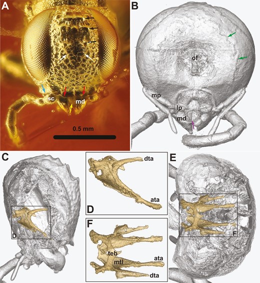 Orussus juttagroehnae sp. nov., female holotype (GPIH 5081, CCGG nº 1288). A, photomicrograph. B–F, rendered from synchrotron scans. A, head, anterior. B, head, posterior. C, head, lateral, showing position of tentorium. D, tentorium in lateral view. E, head, dorsal, showing position of tentorium. F, tentorium in dorsal view. Black arrows = coronal teeth (ventral tooth with white head); white arrows = median longitudinal frontal carina; blue arrow = lateral carina of subantennal groove; red arrows = ventral frontal carina; yellow arrow = labrum; green arrows = occipital carina; violet arrow = glossa of labium; ata = anterior tentorial bridge; dta = dorsal tentorial bridge; lp = labial palp; md = mandible; mp = maxillary palp; mtl = median tentorial lamella; of = occipital foramen; sc = scapus; teb = tentorial bridge.
