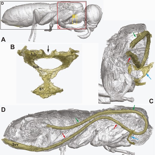 Orussus juttagroehnae sp. nov., female holotype (GPIH 5081, CCGG nº 1288). Ovipositor; Rendered from synchrotron scans. A, habitus, lateral with position of views indicated. B, profurca, posterior view. C, profurca and ovipositor loop, posterolateral view. D, complete ovipositor loop, lateral view. Black arrow = median groove on profurcal bridge; green arrows = dorsal branch of ovipositor loop; red arrows = ventral branch of ovipositor loop; blue arrows = profurca; fua = profurcal arm; fub = profurcal bridge; S1 = prosternum; 3vv = 3rd valvula.