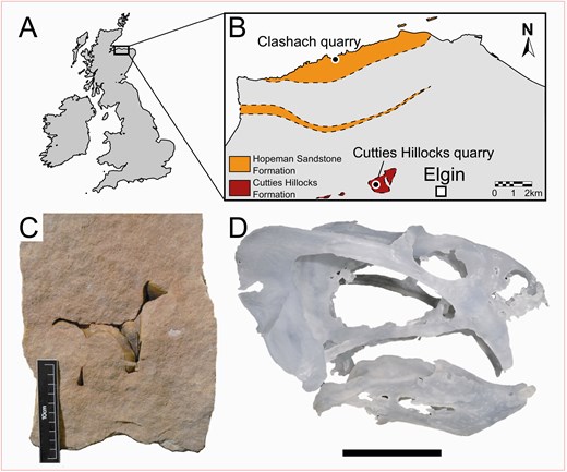 Location of Elgin and surrounding area within the British Isles (A), location of the quarries and latest Permian formation outcrop near Elgin (B), ELGNM 1999.5.1 (‘The Elgin Marvel’) (C), and GLAHM 114914; a stereolithograph of ELGNM 1999.5.1 and .2 that was presented by Clark et al. (2004) and described by Cruickshank et al. (2005) (D).
