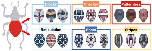 Six categories (blocks, checkers, patternless, reticulation, spots and stripes) of dorsal pattern on elytra of Pachyrhynchus.