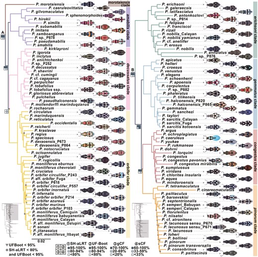 A phylogenetic tree of Pachyrhynchus weevils inferred from an ultraconserved element dataset with 70% taxon coverage. The tree illustrates evolutionary relationships among taxa, with various support values indicated by symbols. Inverted triangles mark branches where ultrafast bootstrap (UFBoot) support is below 95. Dots indicate branches with both UFBoot support below 95 and SH-aLRT support below 80. At major root nodes, four squares display support values for SH-aLRT, UFBoot, gene concordance factor (gCF), and site concordance factor (sCF), with gCF and sCF thresholds defined by Cohen et al. (2021). The figure provides insights into phylogenetic support metrics used in evolutionary analysis.