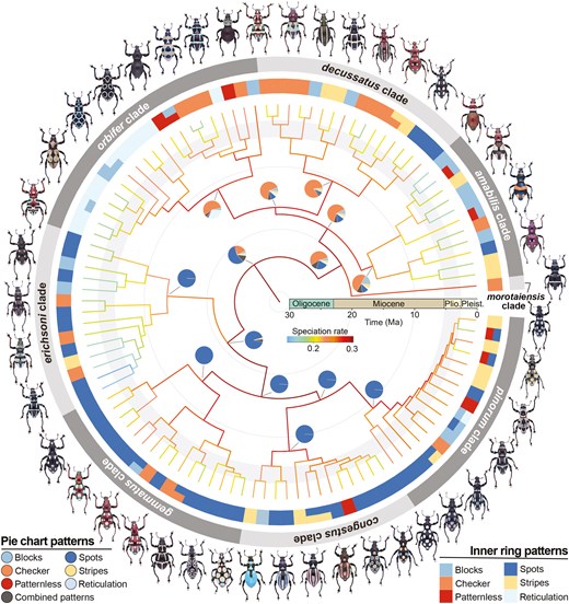 A phylogenetic tree depicting the evolutionary relationships, speciation rates, and pattern evolution of 107 Pachyrhynchus weevils. Branch colours indicate speciation rates estimated using the cladogenetic diversification rate shift (ClaDS) model. The inner ring colours represent observed pattern categories in weevils, with species displaying two patterns also noted. The outer ring colours denote the eight major clades. Pie charts at major clade nodes illustrate ancestral pattern reconstructions, with colours corresponding to pattern categories. Estimated combined patterns, representing all cases of pattern variation, are shown in grey. The figure provides insights into diversification and trait evolution in Pachyrhynchus weevils.