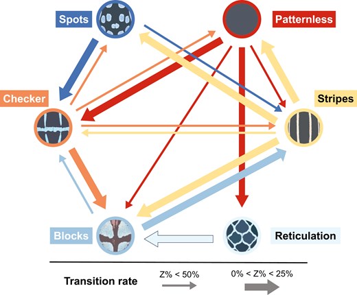 A diagram illustrating transition rates among six pattern categories in Pachyrhynchus weevils. Arrows indicate the direction of transitions between patterns, with their thickness representing transition strength. Thicker arrows denote transitions with z-values below 25%, while thinner arrows represent transitions with z-values between 25% and 50%. The figure visually conveys the asymmetry and frequency of pattern transitions among weevil forms.