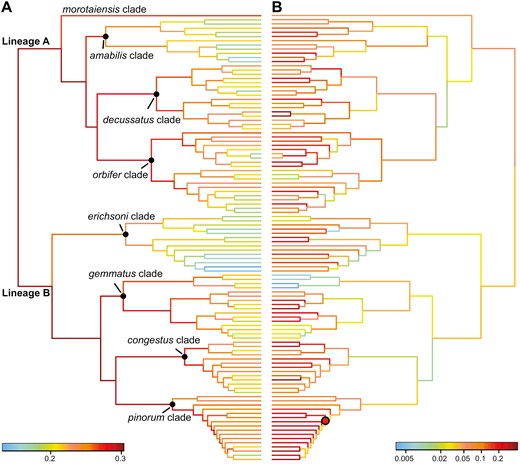 A phylogenetic tree illustrating evolutionary rates of speciation and pattern evolution in Pachyrhynchus weevils. (A) Speciation rates are estimated using the cladogenetic diversification rate shift (ClaDS) model, with branch colors indicating different rate values. (B) Pattern evolution rates are estimated using RRPHYLO. A red dot on node highlights positive rate shifts in pattern evolution. The figure provides insights into the variation in diversification and trait evolution rates across the phylogeny.