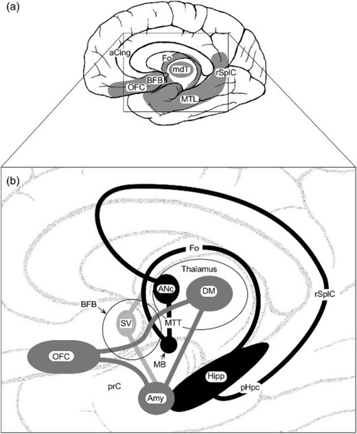 Aetiologies and anatomy of confabulation | The Confabulating Mind: How ...