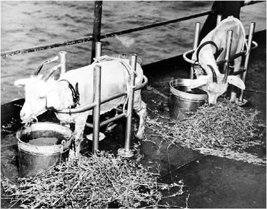  Shorn experimental goats before Able test, Bikini, 1946.
