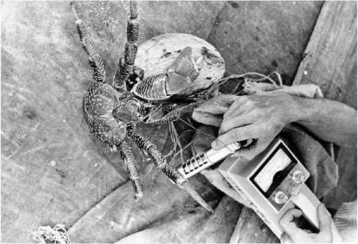  Radioactive coconut crab, Bikini Survey, 1964.