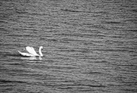  A lone swan in the big sea like a Finland-Swede.