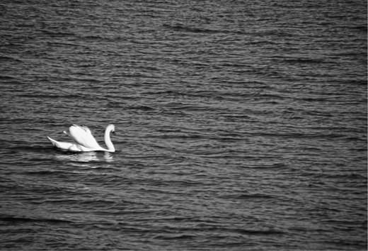  A lone swan in the big sea like a Finland-Swede.