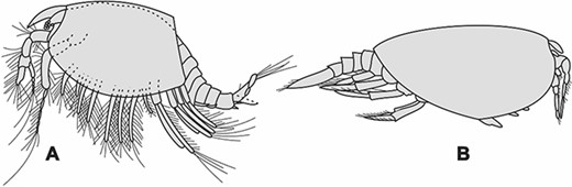 Phyllocarida | Evolution and Phylogeny of Pancrustacea: A Story of ...