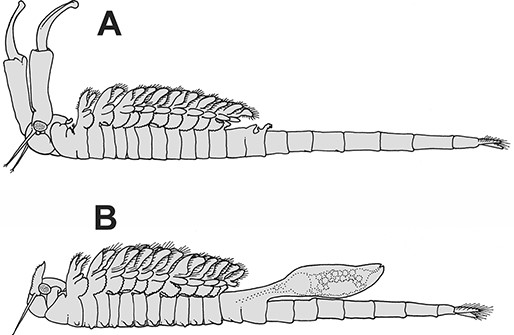 Anostraca | Evolution and Phylogeny of Pancrustacea: A Story of ...
