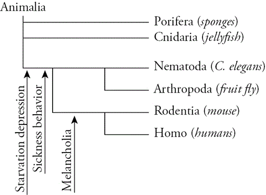 Tentative phylogeny of starvation depression, sickness behavior, and melancholia.