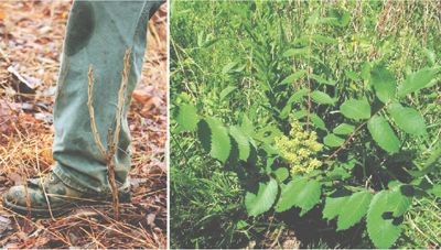 Michaux’s Sumac | Saving the Wild South: The Fight for Native Plants on ...