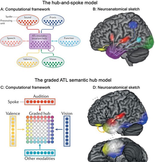 Semantic Cognition: Semantic Memory and Semantic Control | Oxford ...